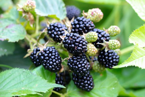 Blackberry Bush Removal in Thousand Oaks