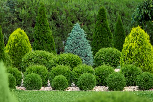Cost of Bush Shaping Service in Thousand Oaks