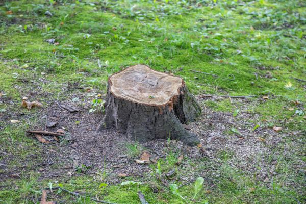Bush Stump Removal in Thousand Oaks