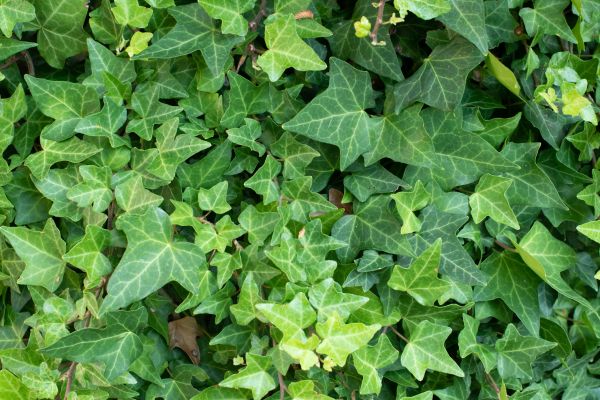 Cost of English Ivy Removal in Thousand Oaks