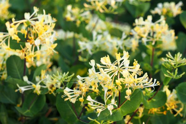 Cost of Honeysuckle Removal in Thousand Oaks