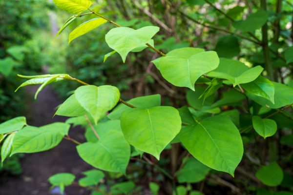 Cost of Invasive Plant Removal in Thousand Oaks
