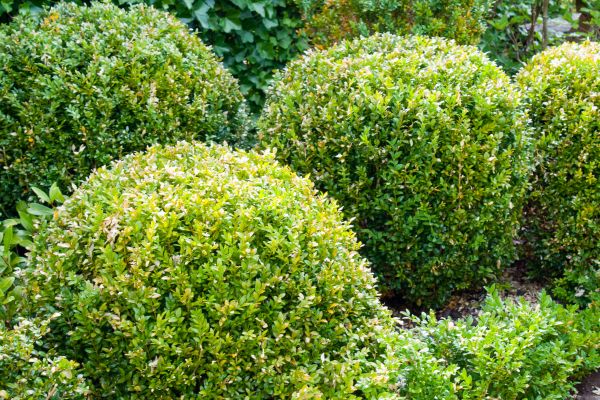 Cost of Landscape Trimming Service in Thousand Oaks