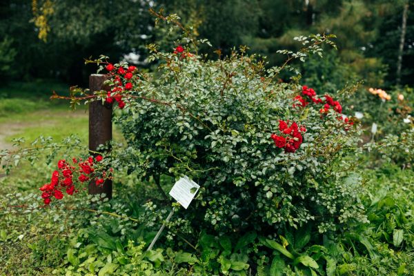 Cost of Rose Bush Removal in Thousand Oaks