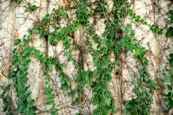 Cost of Vine Removal Service in Thousand Oaks