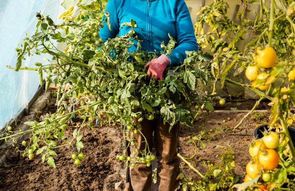 Cost of Garden Plant Removal in Thousand Oaks
