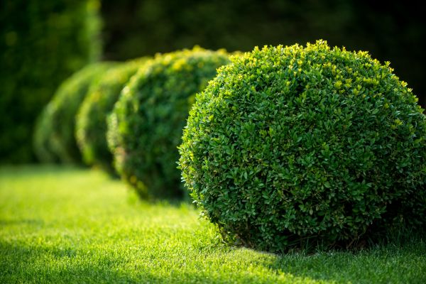 Cost of Bush Pruning in Thousand Oaks