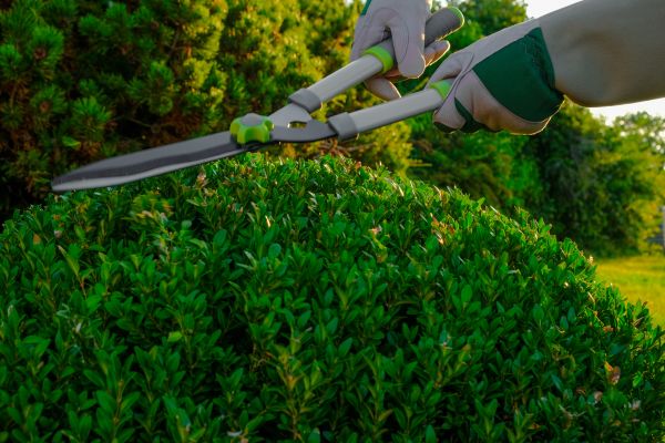 Cost of Topiary Shearing in Thousand Oaks