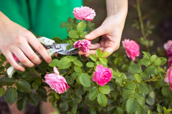 Cost of Rose Shearing in Thousand Oaks