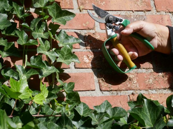 Cost of Ivy Removal Service in Thousand Oaks