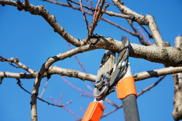 Cost of Selective Pruning in Thousand Oaks