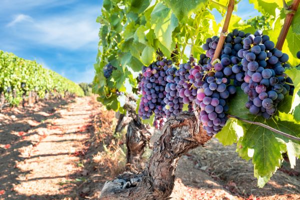 Cost of Grapevine Pruning in Thousand Oaks
