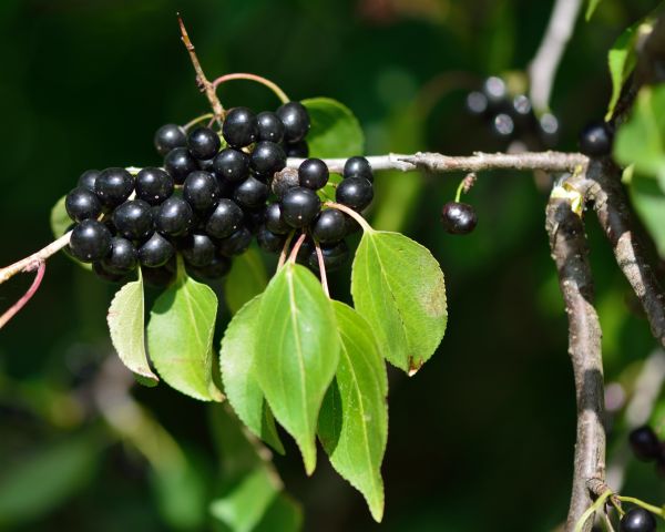 Cost of Buckthorn Removal in Thousand Oaks