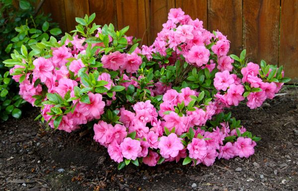 Cost of Azaleas Removal in Thousand Oaks