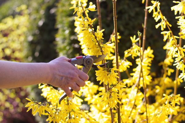 Forsythia Pruning in Thousand Oaks