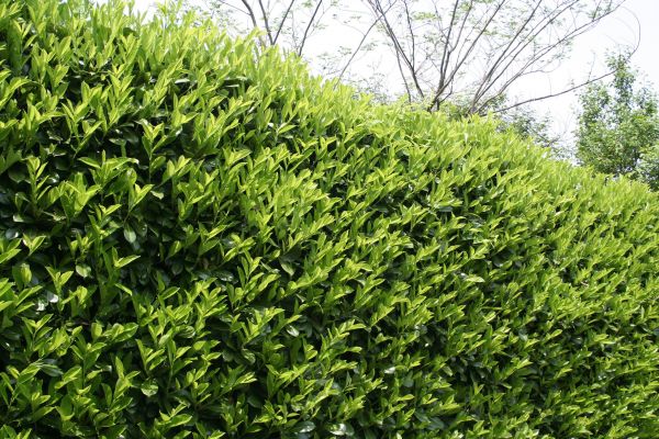 Cost of Laurel Shrub Removal in Thousand Oaks