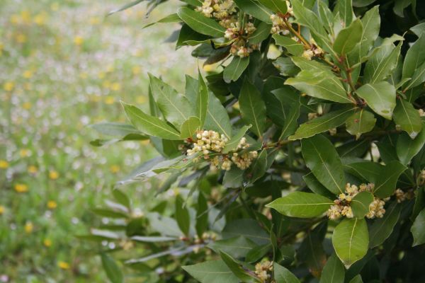 Cost of Laurel Trimming in Thousand Oaks