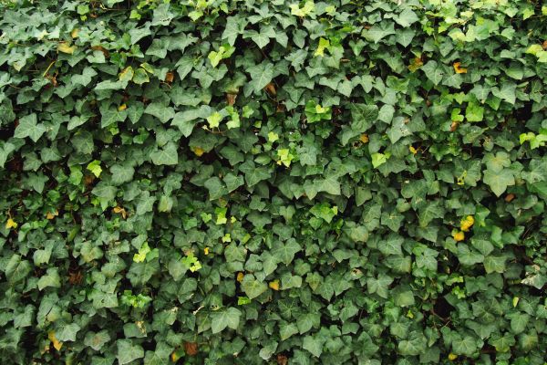 Cost of Ivy Pruning service in Thousand Oaks