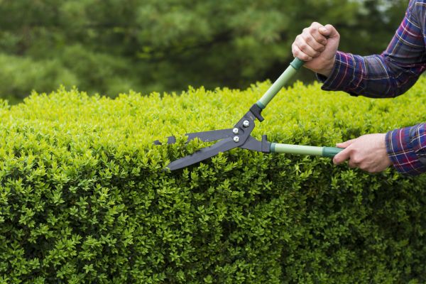 Cost of Evergreen Shrub Pruning in Thousand Oaks