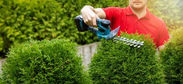 Cost of Hedge Shaping Service in Thousand Oaks
