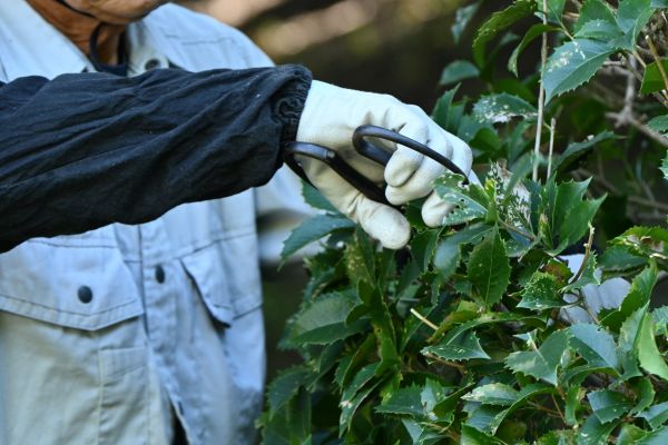 Holly Pruning in Thousand Oaks
