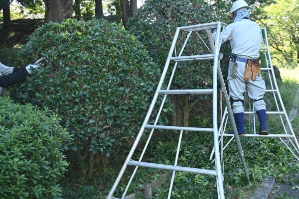Cost of Holly Shaping in Thousand Oaks