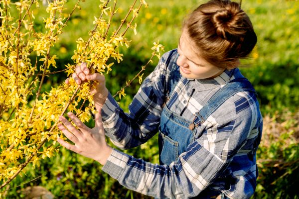 Cost of Forsythia Trimming in Thousand Oaks