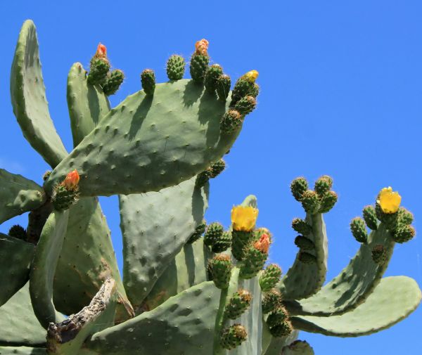 Cost of Cactus Removal in Thousand Oaks