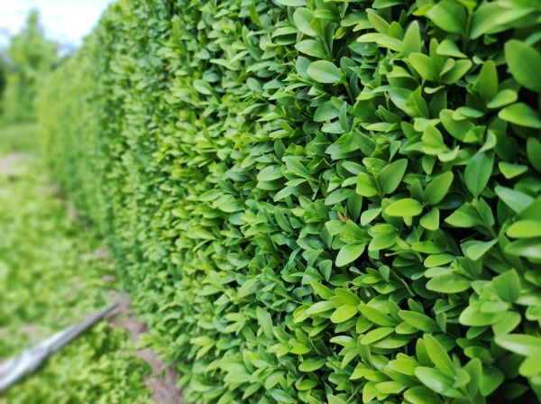 Cost of Boxwood Pruning in Thousand Oaks