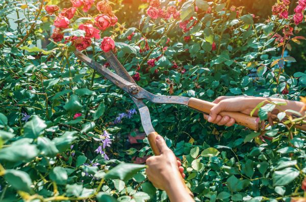 Knockout Roses Pruning in Thousand Oaks