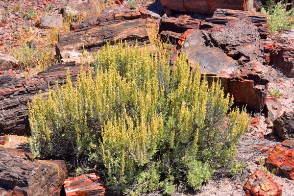 Cost of Sagebrush Removal in Thousand Oaks