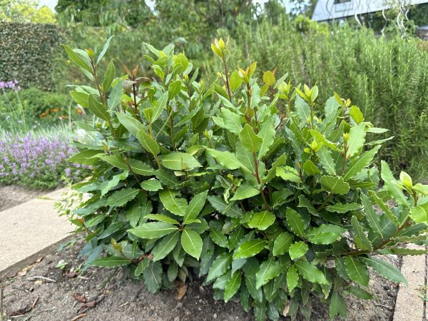 Cost of Laurel Hedge Trimming in Thousand Oaks