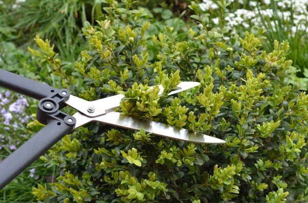 Cost of Boxwood Trimming in Thousand Oaks