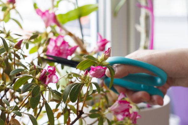 Azalea Pruning in Thousand Oaks