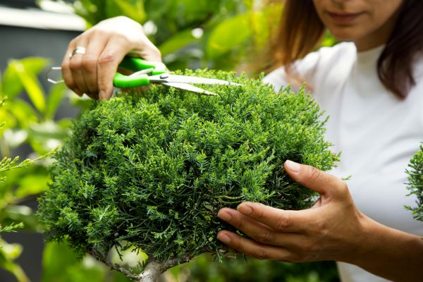 Cost of Juniper Shrub Pruning in Thousand Oaks