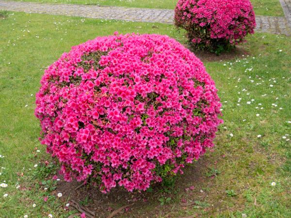 Cost of Rhododendron Pruning in Thousand Oaks