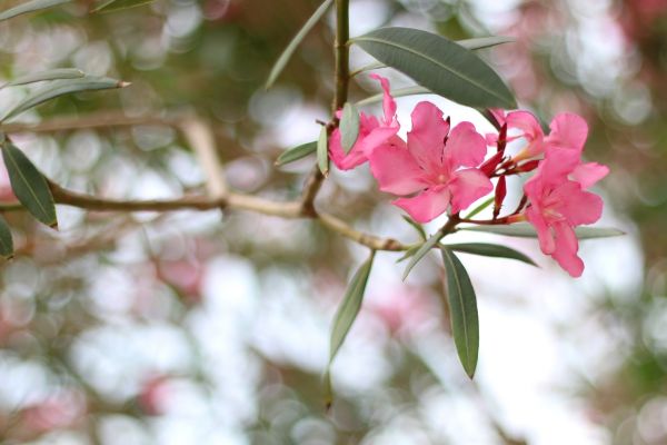 Cost of Oleander Removal in Thousand Oaks