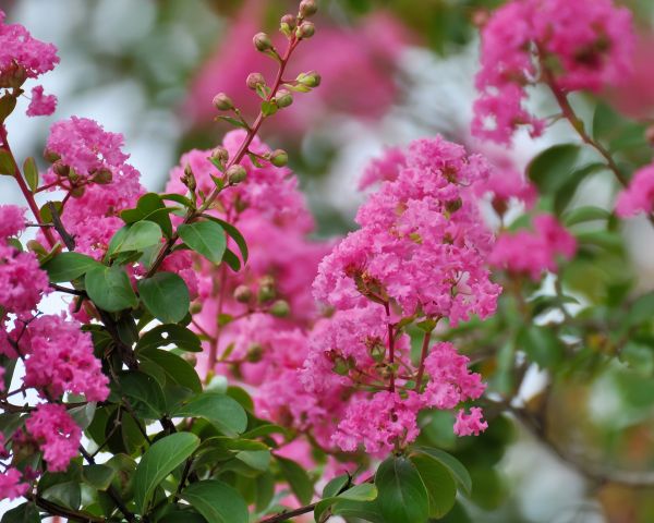 Cost of Crepe Myrtle Removal in Thousand Oaks