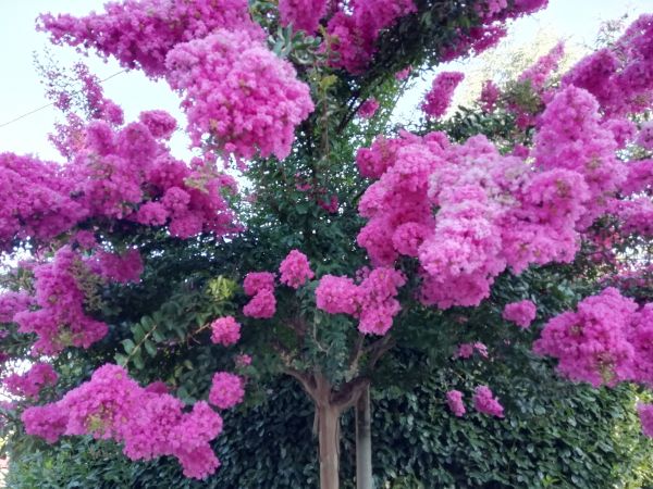 Cost of Crape Myrtle Pruning in Thousand Oaks