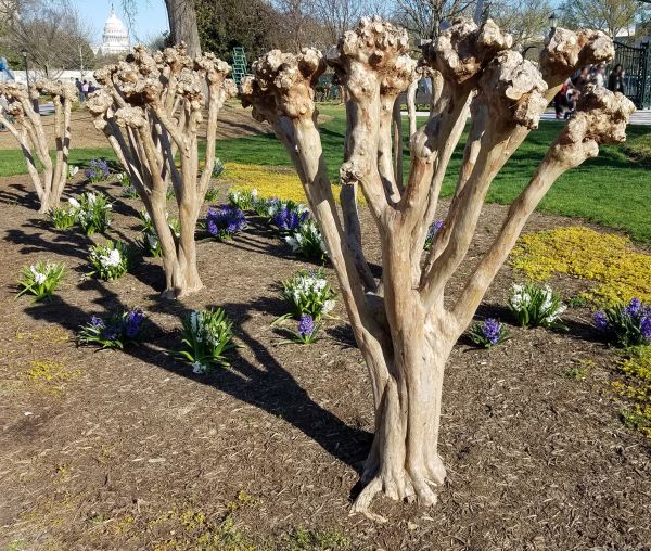 Cost of Myrtle Tree Removal in Thousand Oaks