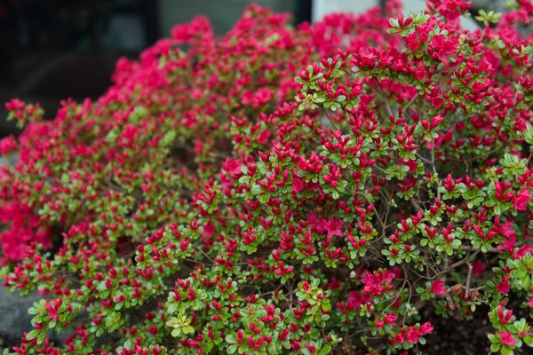 Cost of Weigela Removal Service in Thousand Oaks