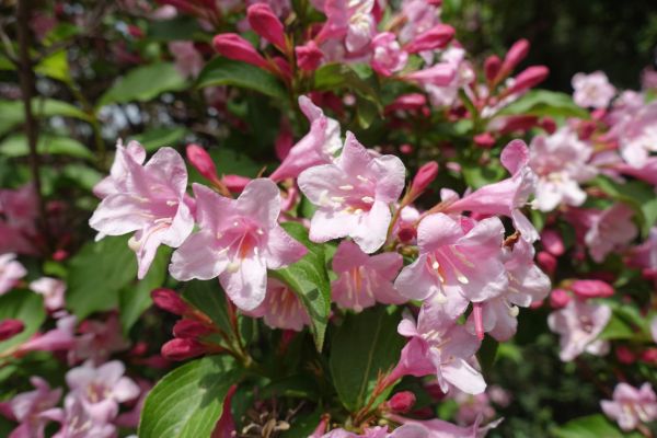 Cost of Weigela Pruning Service in Thousand Oaks