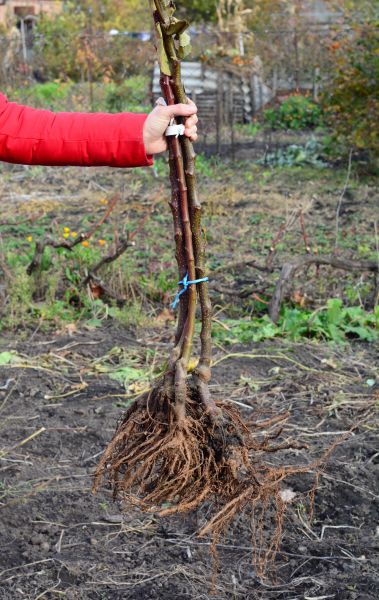Cost of Shrub Root Removal in Thousand Oaks