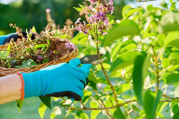 Cost of Lilac Trimming Service in Thousand Oaks