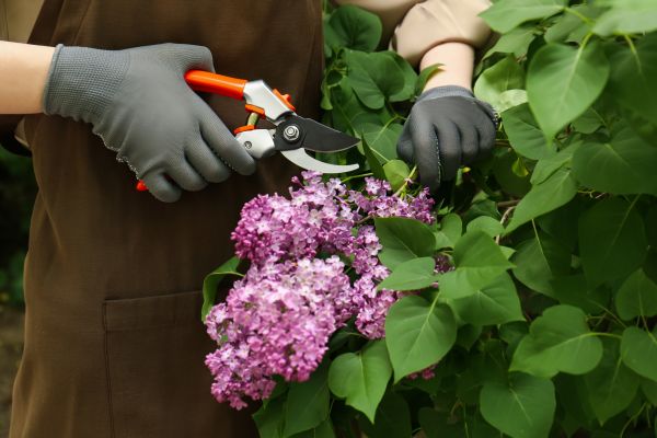 Cost of Lilac Pruning Service in Thousand Oaks
