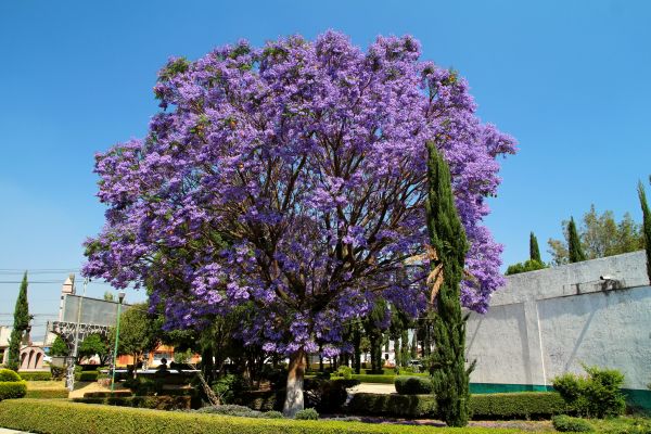 Cost of Jacaranda Pruning in Thousand Oaks