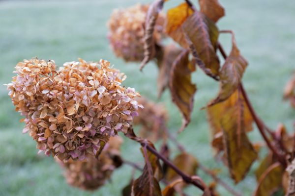Cost of Hydrangea Removal in Thousand Oaks