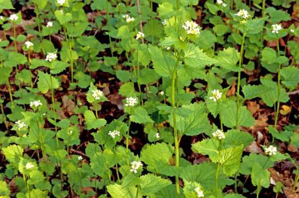 Cost of Garlic Mustard Removal in Thousand Oaks