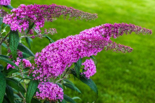 Cost of Butterfly Bush Removal in Thousand Oaks