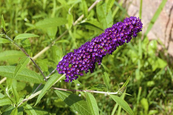 Butterfly Bush Pruning in Thousand Oaks